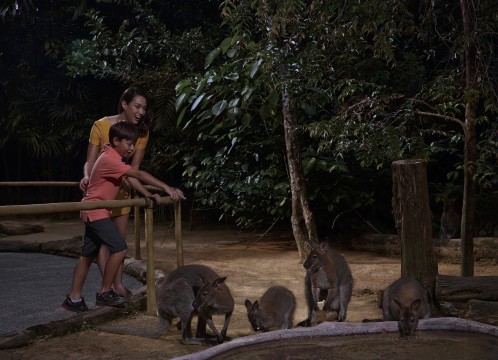 ワラビートレイル